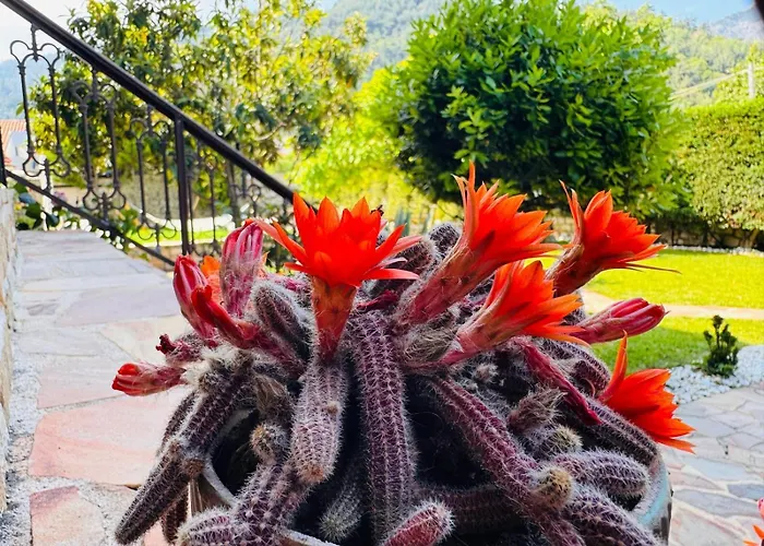 Anassa Deluxe & מלון דירות סקאלה פוטאמיאס